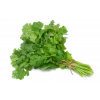 Cilantro