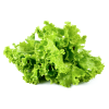 Escarole Green Lettuce